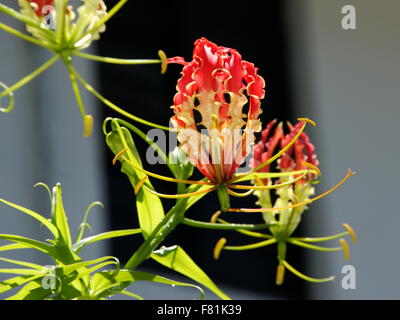 Beautiful flowers gloriosa. Flame lily, fire lily, gloriosa lily, glory lily, superb lily, climbing lily, creeping lily. Stock Photo