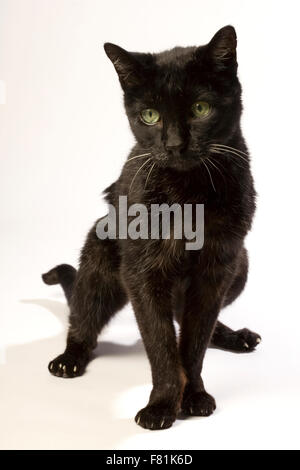 Very old black cat with white background. Arthrosis, degenerative osteoarthritis. Stock Photo
