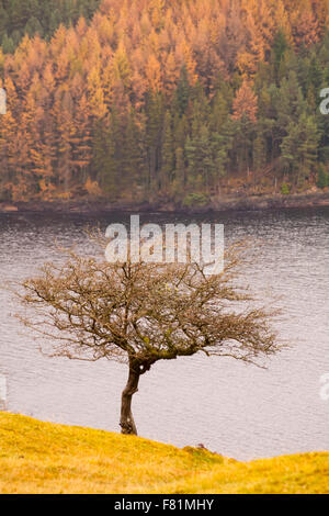 Looking across Llyn Brianne Reservoir, Mid Wales, UK in November with Autumn foliage colours Stock Photo