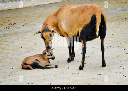 Cameroon sheep and lamb Stock Photo