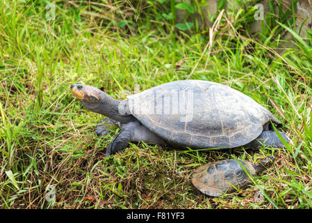 Yellow spotted Amazon river turtle in Iquitos, Peru Stock Photo