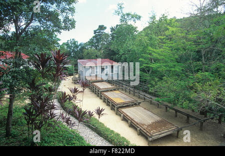 Hacienda Buena Vista is a restored 1833 coffee plantation and farm near Ponce, Puerto Rico, Caribbean. Stock Photo