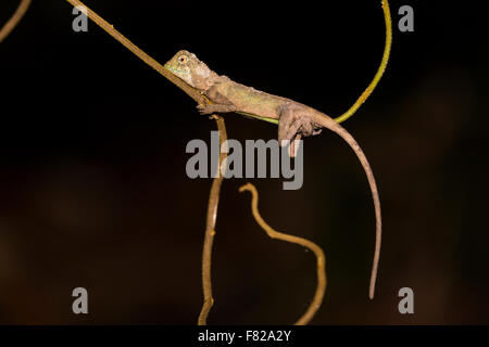 Earless Agamid (Aphaniotis fusca) Stock Photo