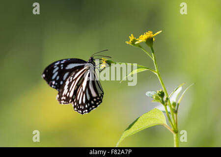 Common Mime (Papilio clytia) feeding on a flower Stock Photo