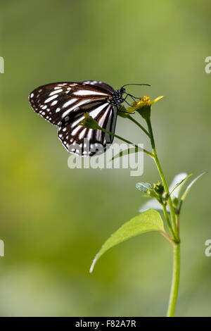 Common Mime (Papilio clytia) feeding on a flower Stock Photo