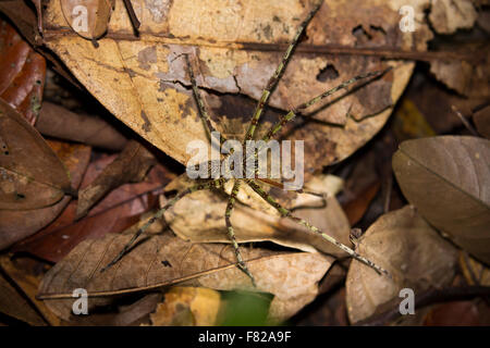 Lichen Huntsman Spider (Heteropoda boiei) Stock Photo