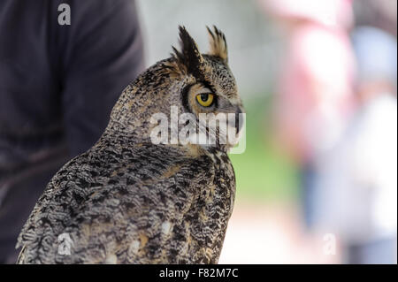 Great Horned Owl   (latin name Bubo virginianus) with golden eyes perching,  Alberta,Canada