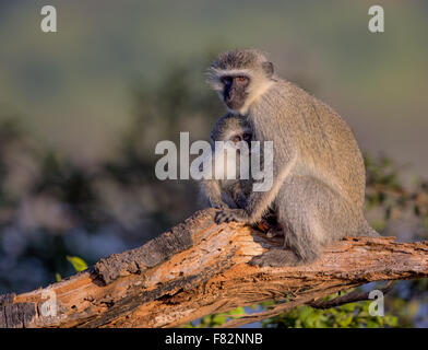 Family of Vervet Monkeys in Kruger National Park Stock Photo