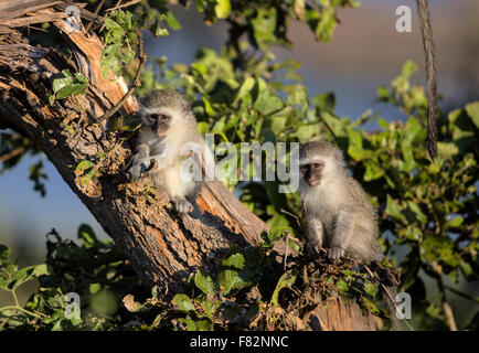 Cute Baby Vervet Monkeys in Kruger National Park Stock Photo