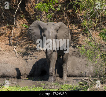 An elephant standing in a waterhole taking a mud bath