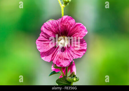 Beautiful Pink Hollyhock flower in garden Stock Photo