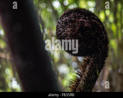 Most fern fronds develop from a tightly coiled spiral known as a fiddlehead, crozier or koru.   wheki, rough tree fern  Dicksoni Stock Photo