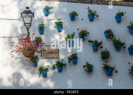 Geraniums in blue flower pots on a wall in Marbella in Spain Stock Photo