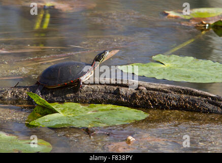 Midland painted turtle (Chrysemys picta marginata) Basking on a log in the water. Stock Photo
