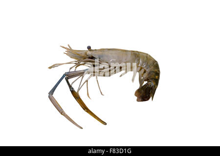 River Prawns isolated on white Stock Photo