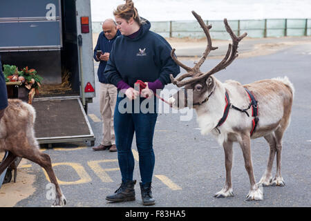 Bournemouth, Dorset, UK, 5th Dec, 2015. Bournemouth, Dorset, UK. 5th Dec, 2015. Reindeer getting ready to pull the sleigh for Father Christmas, aka Santa Claus, at Boscombe Pier for the parade into Boscombe centre. Credit:  Carolyn Jenkins/Alamy Live News