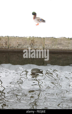 Mallard standing on snow beside Llangollen canal Stock Photo