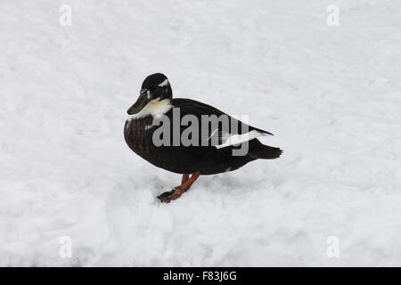 Mallard standing on snow beside Llangollen canal in winter Stock Photo