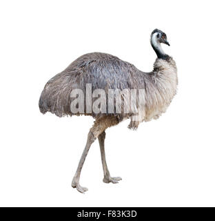 an australian emu isolated on white background Stock Photo