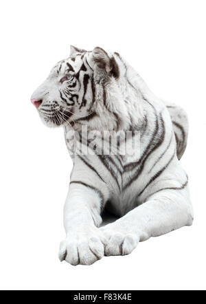 white bengal tiger isolated on white background Stock Photo