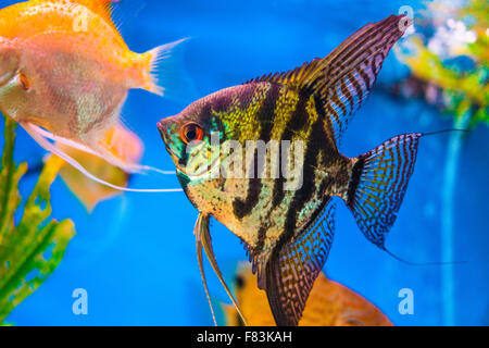 Marbled black and yellow long finned angel fish. Stock Photo