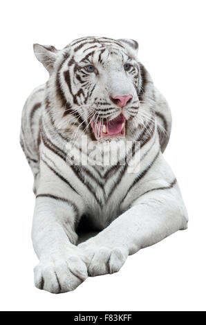 white bengal tiger isolated on white background Stock Photo