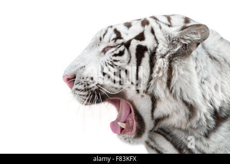 white bengal tiger isolated on white background Stock Photo