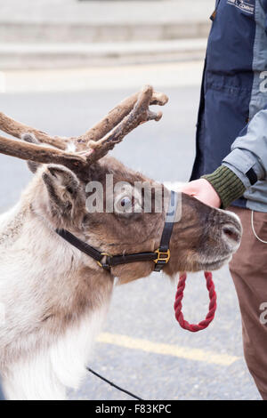 Boscombe, Bournemouth, Dorset, England UK, 5th Dec, 2015. Bournemouth, Dorset, UK. 5th Dec, 2015. Real reindeer, Rangifer tarandus getting ready to pull the sleigh for Father Christmas, aka Santa Claus, at Boscombe Pier for the parade into Boscombe centre. Credit:  Carolyn Jenkins/Alamy Live News
