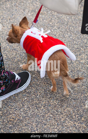 Bournemouth, Dorset, UK, 5th Dec, 2015.  Dog wears Christmas outfit. Credit:  Carolyn Jenkins/Alamy Live News