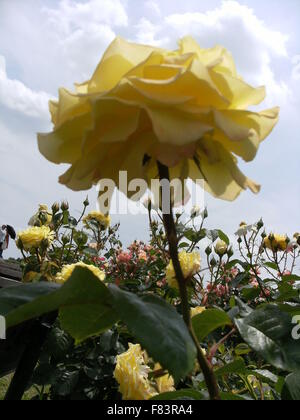 pink and yellow roses flower Stock Photo