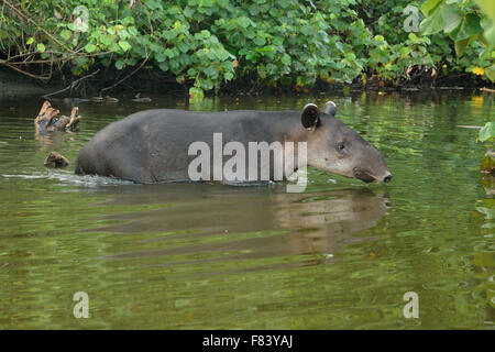 Baird's Tapir in Costa Rica's rain forest Stock Photo