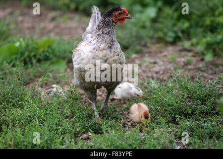 Hen and her newly hatched chickens in poultry yard Stock Photo