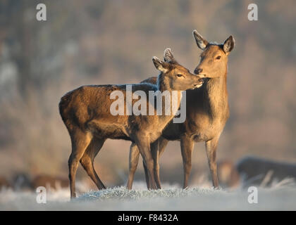 Red deer hind with a calf in winter Stock Photo