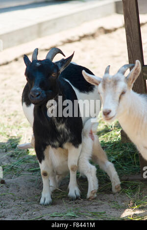 the goat family lives on a farm and eats hay Stock Photo