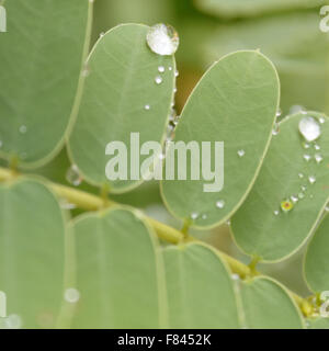 dew droplets on plant - water drops on leaf Stock Photo