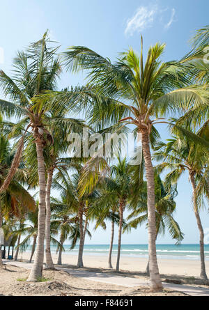 Palm trees lining Qurum beach in Muscat, the capital of the Sultanate of Oman. Stock Photo