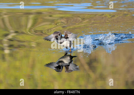 Female Common goldeneye running on the pond water surface Stock Photo