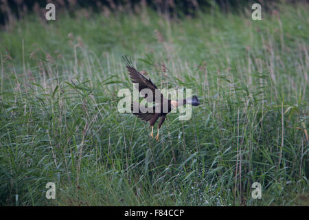 juvenile Marsh Harrier in flight hunting over reedbed Stock Photo