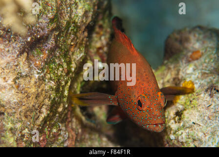 Yellowfin hind, Cephalopholis hemistiktos, Serranidae, Red Sea, Sharm el-Sheikh, Egypt Stock Photo