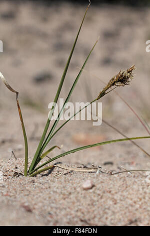 Flowering sand sedge (Carex arenaria) in coastal dunes in Hanko, Finland Stock Photo