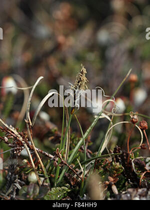 Flowering rock sedge (Carex rupestris) at the slope of Luhčavárri fell (Troms, Norway) Stock Photo