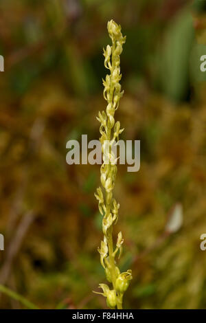 Inflorescence of bog orchid (Hammarbya paludosa) growing in Tremanskärr protected area in Espoo, Finland Stock Photo