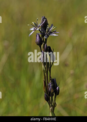 Inflorescence of felwort (Swertia perennis) growing in spring fen in Estonia Stock Photo