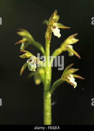 Inflorescence of early coralroot (Corallorhiza trifida) flowering in paludified forest in Helsinki, Finland Stock Photo