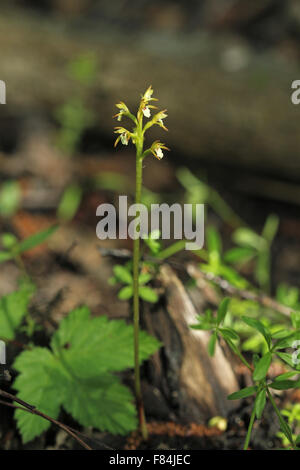 Flowering early coralroot (Corallorhiza trifida) in paludified forest in Helsinki, Finland Stock Photo
