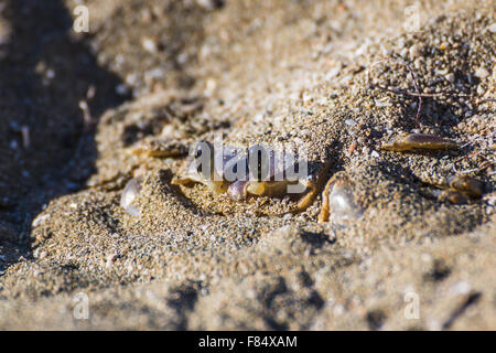 Once I'd passed this crab I crouched down & paused as I waited for him to surface from his instantly made den in the sand. Stock Photo