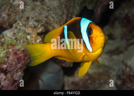 Clownfish Amphiprion bicinctus, Amphiprionidae, Sharm el- Sheikh, Red Sea, Egypt Stock Photo