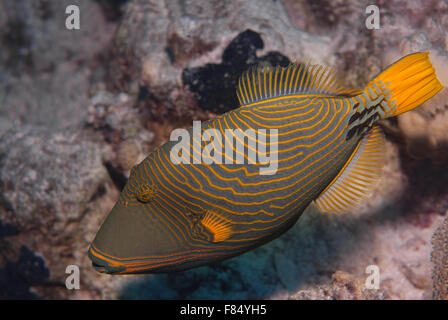 Orange-lined Triggerfish Balistapus undulatus, Balistidae,  Sharm el Sheihk, Red Sea, Egypt Stock Photo