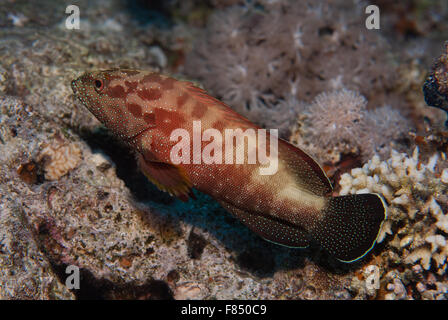 Cephalopholis hemistiktos, Yellowfin hind, Serranidae, Sharm el Sheihk, Red Sea, Egypt Stock Photo