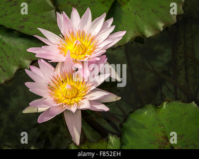 Two Pink Waterlilies (Nymphaea) Stock Photo